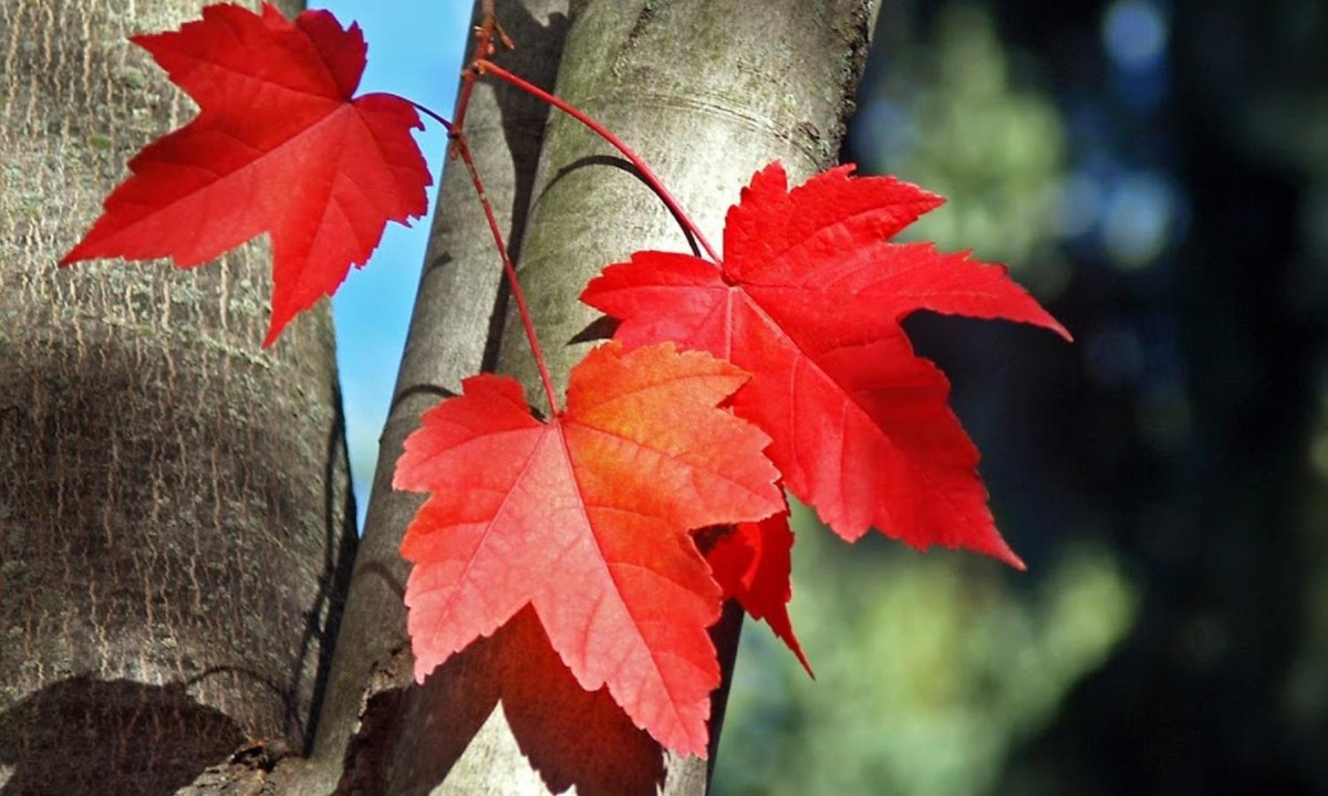 Hình ảnh lá phong đỏ chứa đựng sự ngọt ngào trong cảnh sắc, văn hóa và tình yêu thiên nhiên của con người Canada. Và ý nghĩa của nó trong quốc kỳ của Canada tượng trưng cho sự thống nhất, khoan dung và hòa bình.(Nguồn: cafeland.vn)