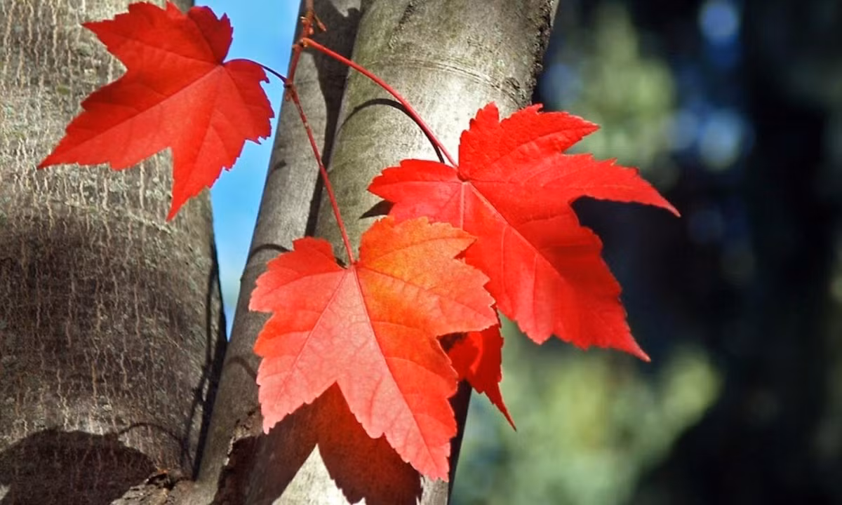 Hình ảnh lá phong đỏ chứa đựng sự ngọt ngào trong cảnh sắc, văn hóa và tình yêu thiên nhiên của con người Canada. Và ý nghĩa của nó trong quốc kỳ của Canada tượng trưng cho sự thống nhất, khoan dung và hòa bình.(Nguồn: cafeland.vn)