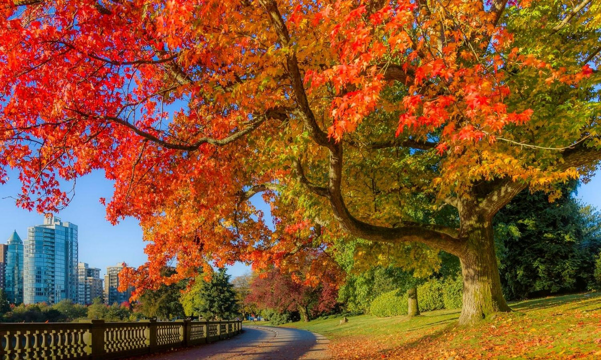 Những chiếc lá phong biến đổi từ màu vàng sang màu đỏ luôn tràn ngập trên các con đường tại đất nước Canada. (Nguồn: weebly.com)