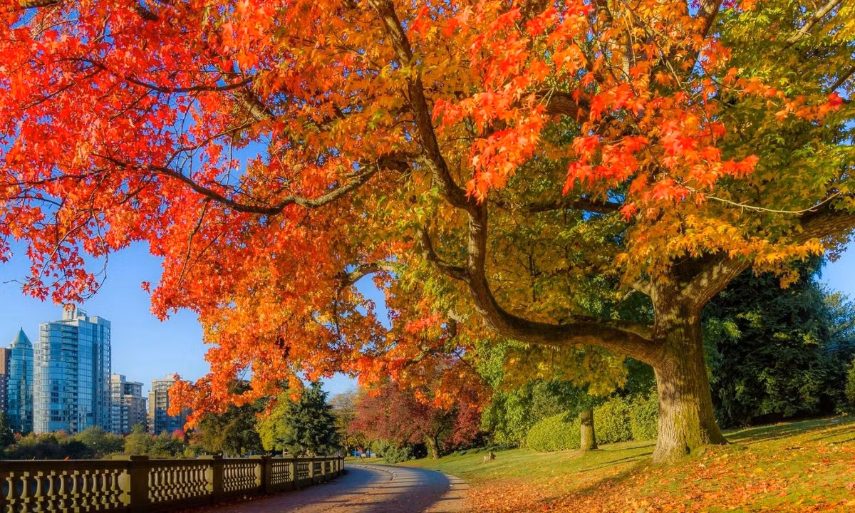 Những chiếc lá phong biến đổi từ màu vàng sang màu đỏ luôn tràn ngập trên các con đường tại đất nước Canada. (Nguồn: weebly.com)