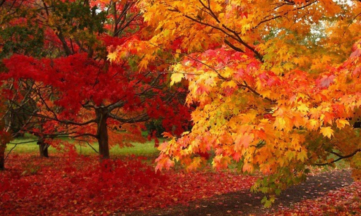 Màu sắc của lá phong đỏ Canada đã in sâu vào dòng máu của người dân Canada. (Nguồn: lesgo.me)