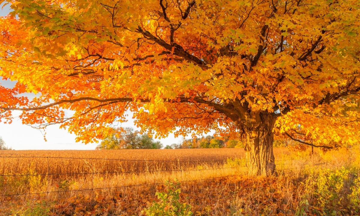 Vẻ đẹp của lá phong đỏ không chỉ dừng ở giá trị bên ngoài. Biểu tượng đặc biệt này còn đóng góp rất nhiều cho nền kinh tế Canada. Các cánh rừng lá phong dành tặng cho đất nước một nguồn cung cấp gỗ dồi dào.(Nguồn: internet)