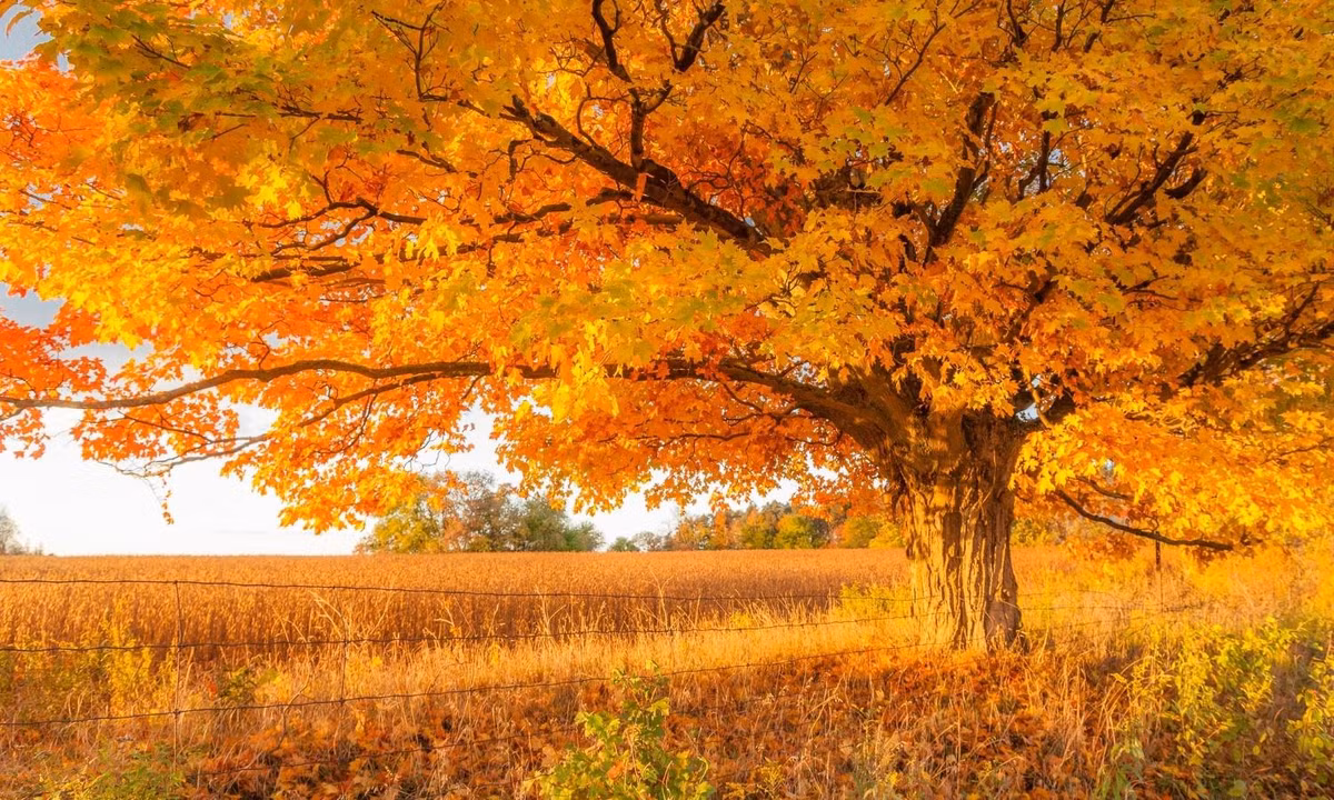 Vẻ đẹp của lá phong đỏ không chỉ dừng ở giá trị bên ngoài. Biểu tượng đặc biệt này còn đóng góp rất nhiều cho nền kinh tế Canada. Các cánh rừng lá phong dành tặng cho đất nước một nguồn cung cấp gỗ dồi dào.(Nguồn: internet)