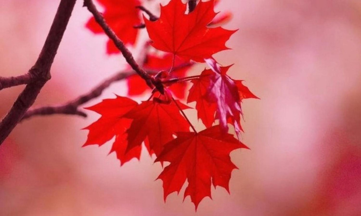 Trước khi chính thức trở thành biểu tượng trên quốc kỳ của Canada, hình ảnh chiếc lá phong trở nên thân thuộc và phổ biến, là biểu tượng của người Canada gốc Pháp. (Nguồn: mytour.vn)