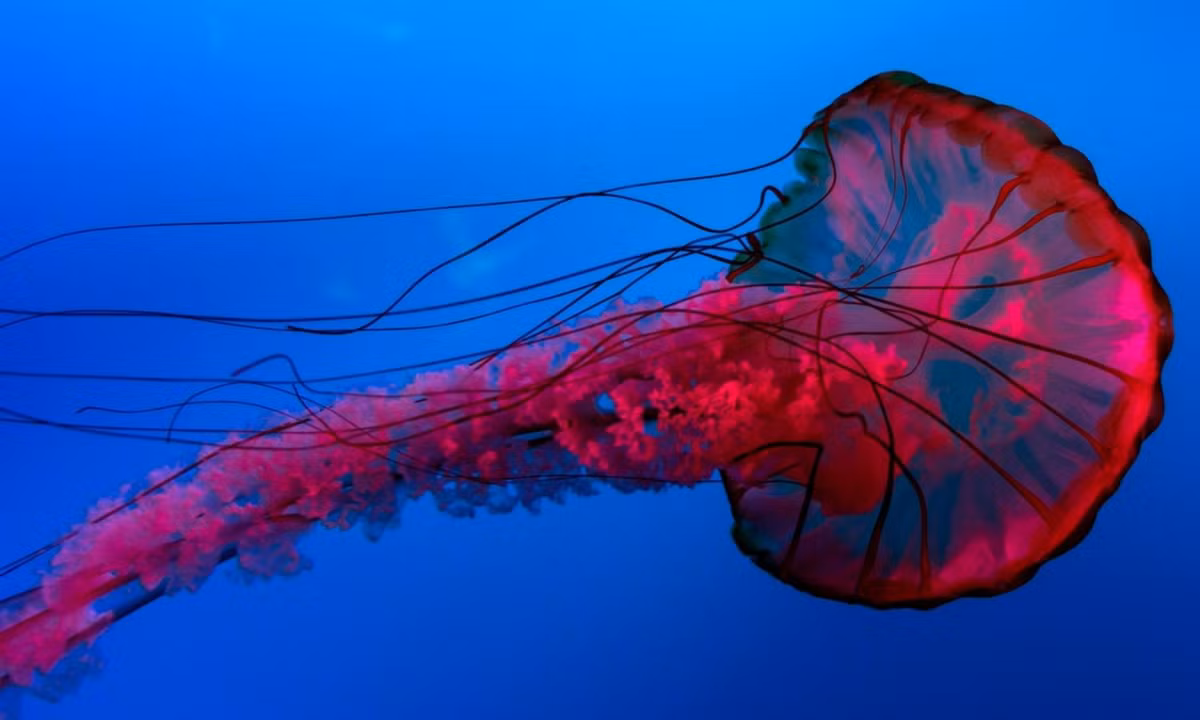 1. Loài sứa đỏ như máu: tháng 8/2021, các nhà nghiên cứu thuộc Cơ quan Khí quyển và Đại dương Quốc gia Mỹ (NOAA) đã thông báo phát hiện ra một loài sứa đỏ như máu hoàn toàn mới và chưa được đặt tên. Theo các nhà nghiên cứu, loại sinh vật biển này có thể thuộc giống Poralia. (Nguồn: Top 10 bí ẩn)