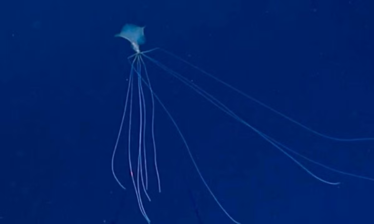 6. Mực “ngoài hành tinh”: các nhà khoa học của NOAA vào tháng 11 đã phát hiện một con mực vây lớn quý hiếm (thuộc chi Mangapinna). Loài mực này có một cơ thể rất kỳ lạ với những chiếc vây khổng lồ. (Nguồn: Kenh14) 