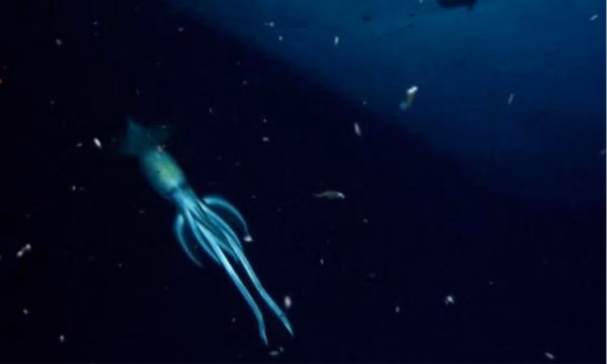 8. Mực “photobomb”: Vào tháng 10, các nhà khoa học từ OceanX phát hiện mực “photobomb” liên tục quấy rối phía đuôi tàu mà họ đang làm việc. Các nhà nghiên cứu cũng cho biết con mực có tổng chiều dài cơ thể khoảng 2m, gần bằng kích thước tối đa của loài này. (Nguồn: Kenh14) 