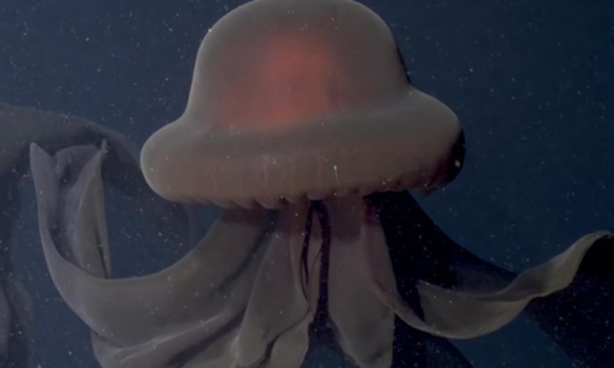 7. Sứa ma khổng lồ: vào tháng 11, MBARI đã phát hành đoạn video hiếm hoi về một con sứa ma khổng lồ (Stygiomedusa gigantea). Mặc dù hiếm khi được phát hiện, nhưng loài sứa này đã được tìm thấy ở gần như mọi đại dương, ngoại trừ Bắc Băng Dương. (Nguồn: Vietgiatri.com)