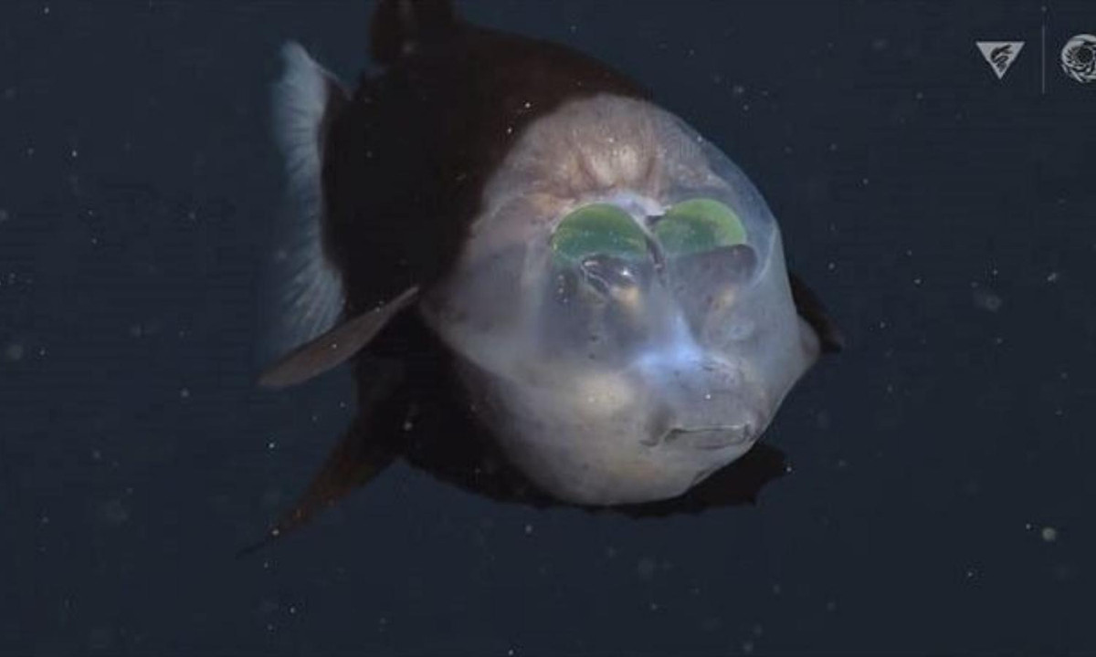 9. Loài cá có đầu trong suốt: vào tháng 12, các nhà nghiên cứu của MBARI đã bắt gặp loài cá mắt thùng. Con cá kỳ lạ này có một cái đầu trong suốt, mà có thể nhìn vào bên trong để thấy bộ não, hàm răng, sống mũi và đặc biệt là hai bên nhãn cầu. (Nguồn: Tinh hoa) 