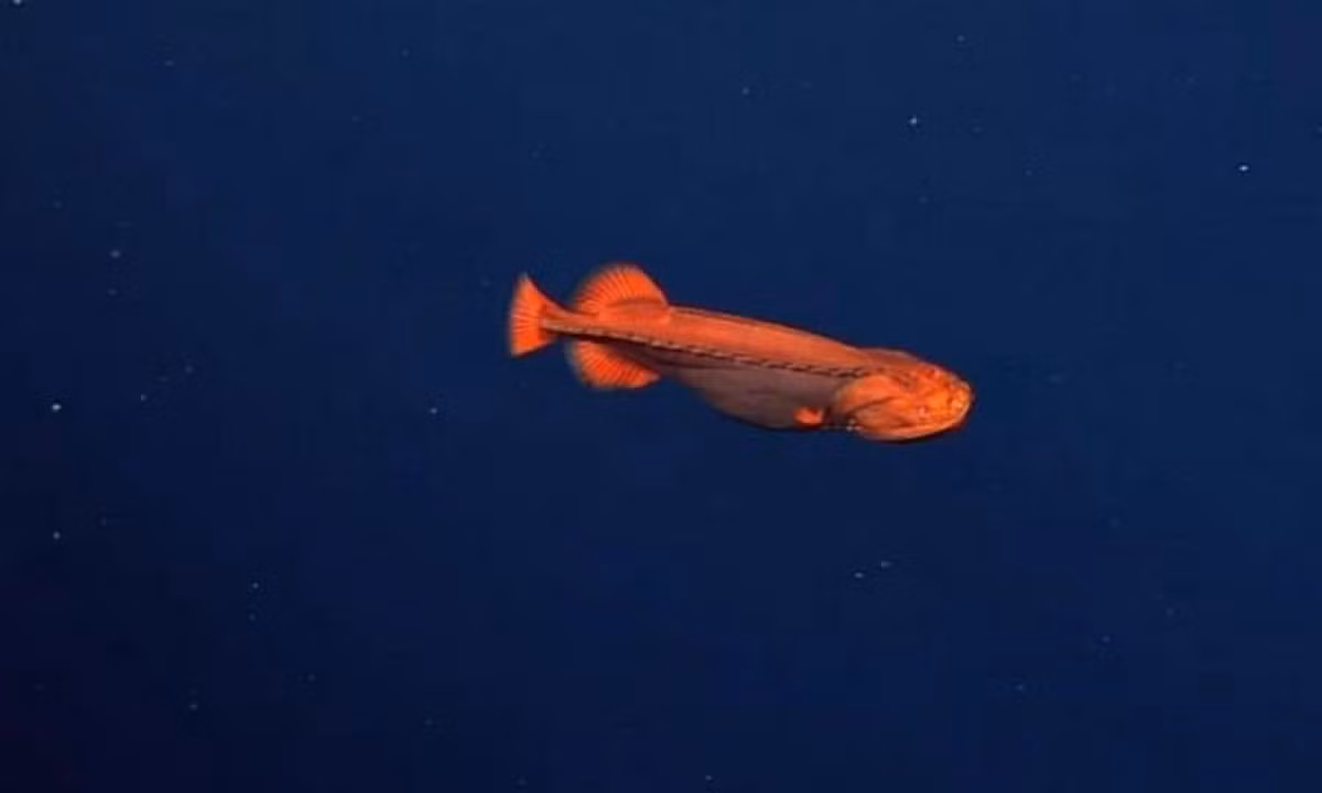 3. Cá biến hình: MBARI đã công bố đoạn phim vào tháng 8 cho thấy một con cá whalefish cái, màu cam sáng đang bơi ở độ sâu khoảng 2.013m ngoài khơi Vịnh Monterey, California. Có rất ít thông tin về loài cá kỳ lạ này vì chúng có đến ba hình dạng khác nhau từ cá con (cá vòi rồng), cá đực (cá mũi to) và cá cái (cá voi). (Nguồn: VTC News)