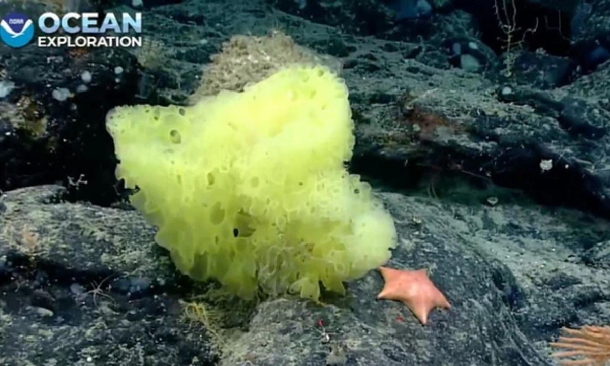 5. SpongeBob và Patrick đời thực: vào tháng 8, NOAA đã phát hành một bức ảnh hài hước về bản sao ngoài đời thực của hai nhân vật SpongeBob Squarepants và Patrick Star trong bộ phim hoạt hình nổi tiếng "chú bọt biển tinh nghịch", đang ở cạnh nhau dưới đáy biển. (Nguồn: kpic.com)