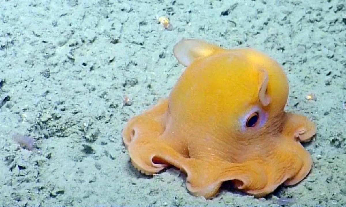 4. Bạch tuộc “Dumbo Hoàng đế”: vào tháng 5, các nhà nghiên cứu đã phát hiện ra một loài bạch tuộc Dumbo hoàn toàn mới (Grimpteuthis imperator), được đặt biệt danh là "Dumbo Hoàng đế”. Biệt danh trên xuất phát từ chiếc vây to quá khổ, nhìn như đôi tai của chú voi Dumbo trong phim hoạt hình Disney. (Nguồn: TheGioiHomNay) 