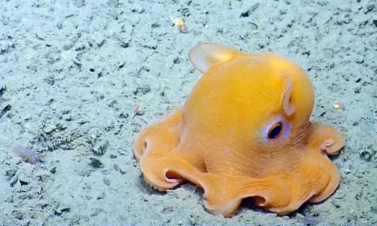 4. Bạch tuộc “Dumbo Hoàng đế”: vào tháng 5, các nhà nghiên cứu đã phát hiện ra một loài bạch tuộc Dumbo hoàn toàn mới (Grimpteuthis imperator), được đặt biệt danh là "Dumbo Hoàng đế”. Biệt danh trên xuất phát từ chiếc vây to quá khổ, nhìn như đôi tai của chú voi Dumbo trong phim hoạt hình Disney. (Nguồn: TheGioiHomNay) 