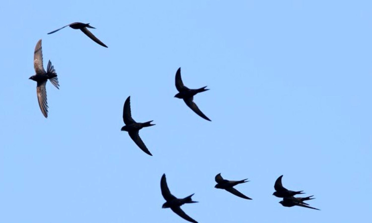 “Nghiên cứu này đã cho chúng ta thấy một giới hạn mới về cơ chế sinh học của động vật. Với quãng thời gian bay suốt trong 10 tháng, chim yến được biết đến với kỉ lục bay dài nhất trong thế giới tự nhiên”, Anders Hedenström, một thành viên của nhóm nghiên cứu chia sẻ. (Nguồn: Infornet - Vietnamnet)