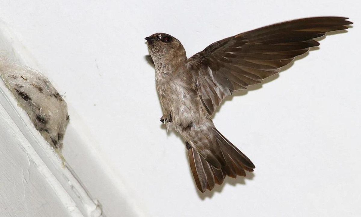 Ngoài ra, các nhà khoa học cũng cho biết, quá trình thay lông cánh và lông đuôi của chim yến cũng diễn ra trong suốt quá trình bay lượn. (Nguồn: internet)