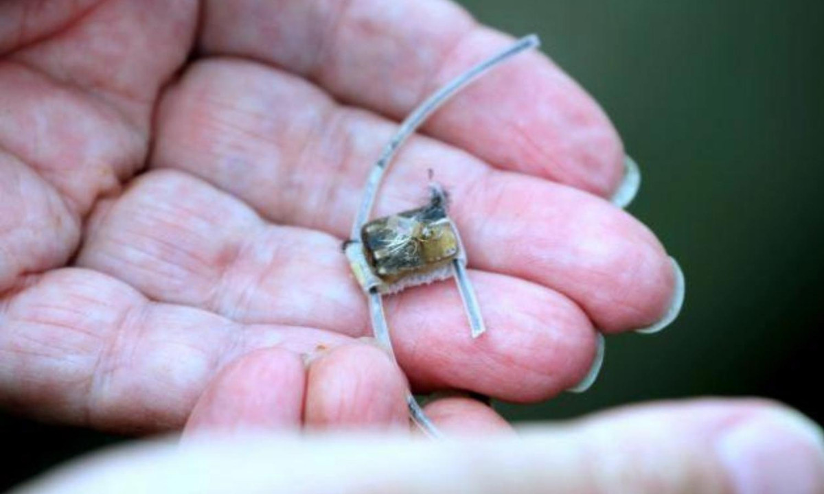 Để kiểm chứng kết quả của hiện tượng trên, các nhà nghiên cứu đã tiến hành một cuộc khảo sát liên tục trong suốt 2 năm liền với sự hỗ trợ của thiết bị theo dõi tí hon gắn trên thân của 13 con chim yến. (Nguồn: SOHA)