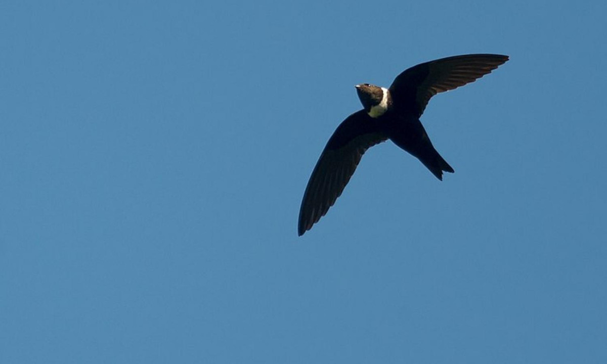 Đặc biệt, chim yến chỉ dành ra khoảng 2 tháng để nghỉ ngơi và chuẩn bị cho mùa sinh sản. (Nguồn: wikipedie)