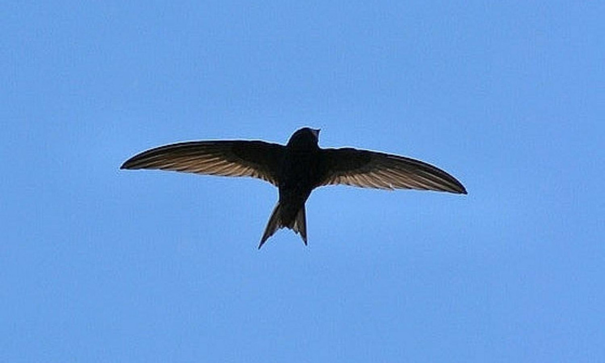 Chim yến lập thời gian bay kỉ lục không phải bất kì loài chim nào cũng may mắn có được. (Nguồn: Vietnam.vn)