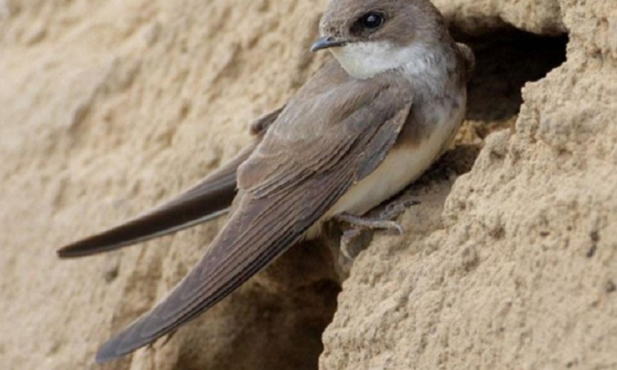 Một số những giả thuyết cho rằng, chim yến có thể ngủ chốc lát trong quá trình bay thấp ở độ cao từ 2 đến 3 ki lô mét mỗi ngày. (Nguồn: internet)