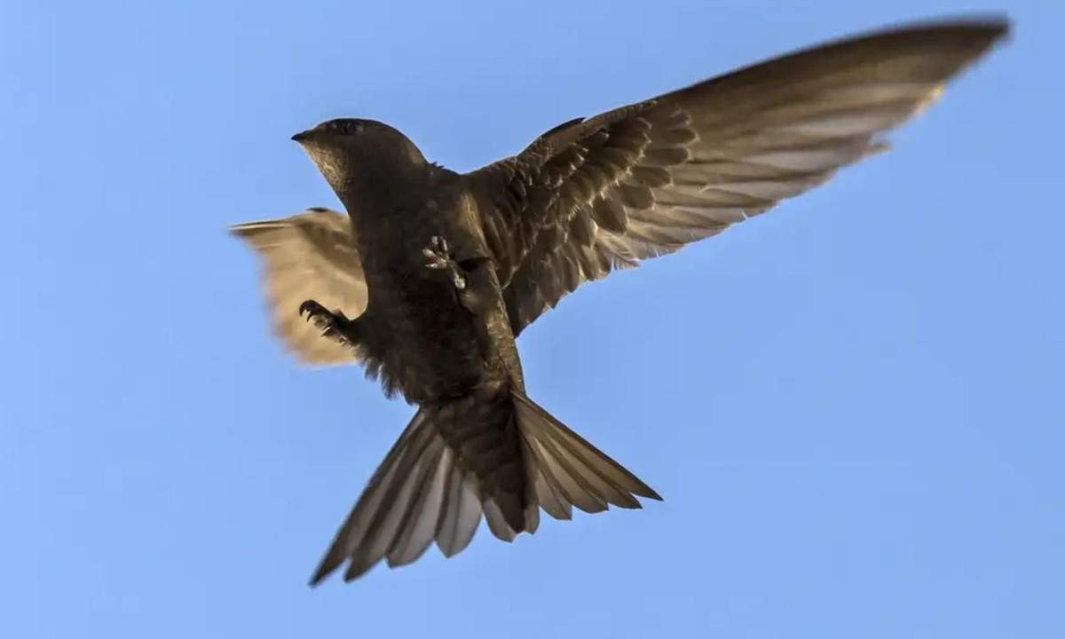 Thiết bị theo dõi này sẽ giúp các nhà nghiên cứu ghi lại khoảng thời gian bay, tốc độ bay và các địa điểm chim yến di chuyển qua. (Nguồn: Ohman.vn)