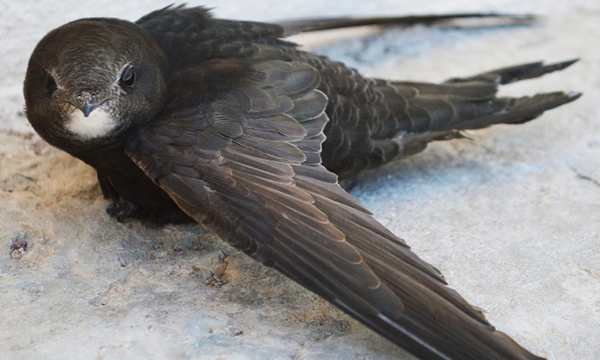 Điều này cũng khiến các nhà nghiên cứu đặt ra nhiều câu hỏi về thời gian ngủ nghỉ và năng lượng vốn có của loài chim đặc biệt này.(Nguồn: lostbird.vn)