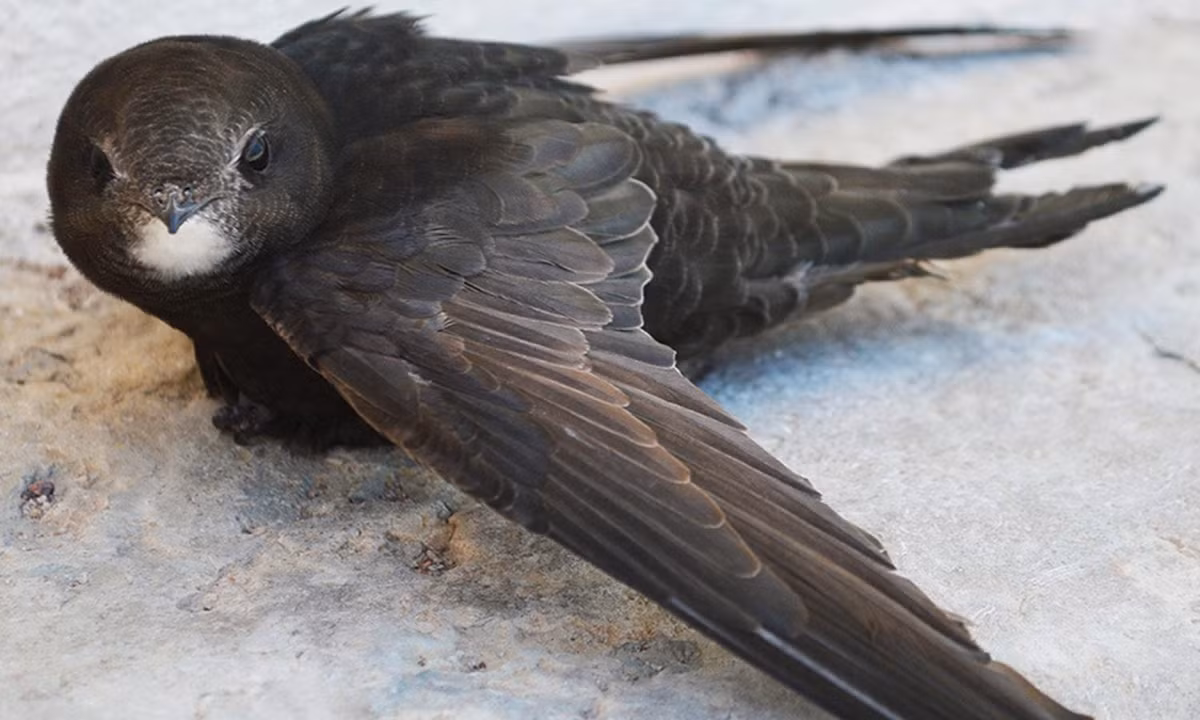 Điều này cũng khiến các nhà nghiên cứu đặt ra nhiều câu hỏi về thời gian ngủ nghỉ và năng lượng vốn có của loài chim đặc biệt này.(Nguồn: lostbird.vn)