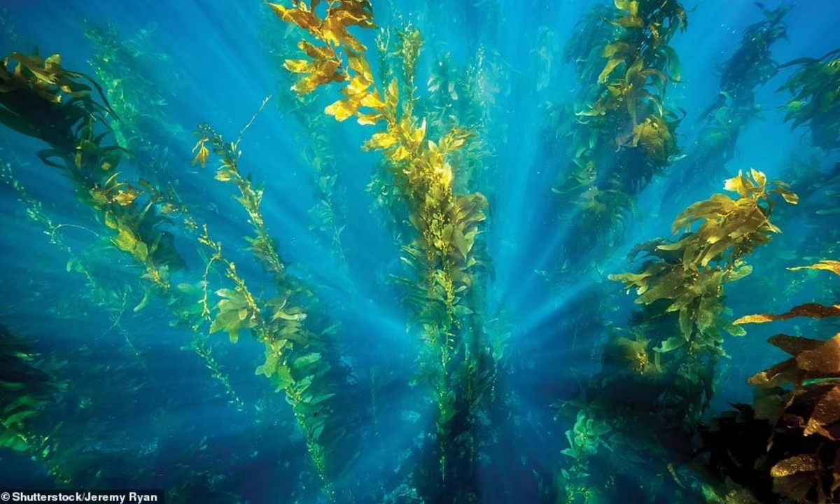 Khu rừng tảo bẹ ở California (Mỹ). Tác giả cuốn sách nói thêm: "Khu rừng như một vòng tuần hoàn của biển. Tảo bẹ hấp thụ carbon dioxide, làm giảm sự axit hóa đại dương. Nó cũng giải phóng oxy vào nước". (Nguồn: Shutterstock/Jeremy Ryan)