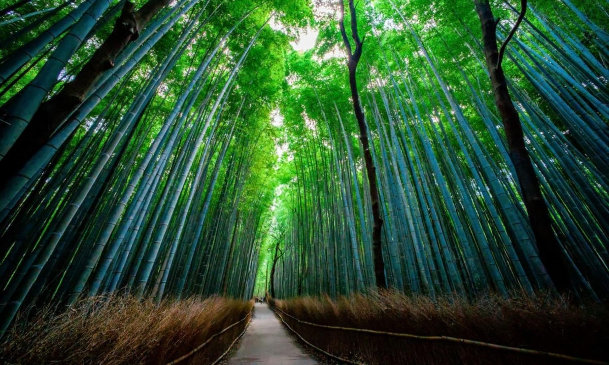 Rừng tre Sagano: Nằm cách trung tâm thành phố Kyoto khoảng 30 phút lái xe, rừng tre Sagano có hàng triệu cây tre thẳng tắp được đánh giá là một trong những khu rừng đẹp nhất Nhật Bản, âm thanh vi vu phát ra trong khu rừng kỳ lạ này đã được đưa vào danh sách “những âm thanh cần được bảo vệ”. (Nguồn: Shutterstock/Smelov)