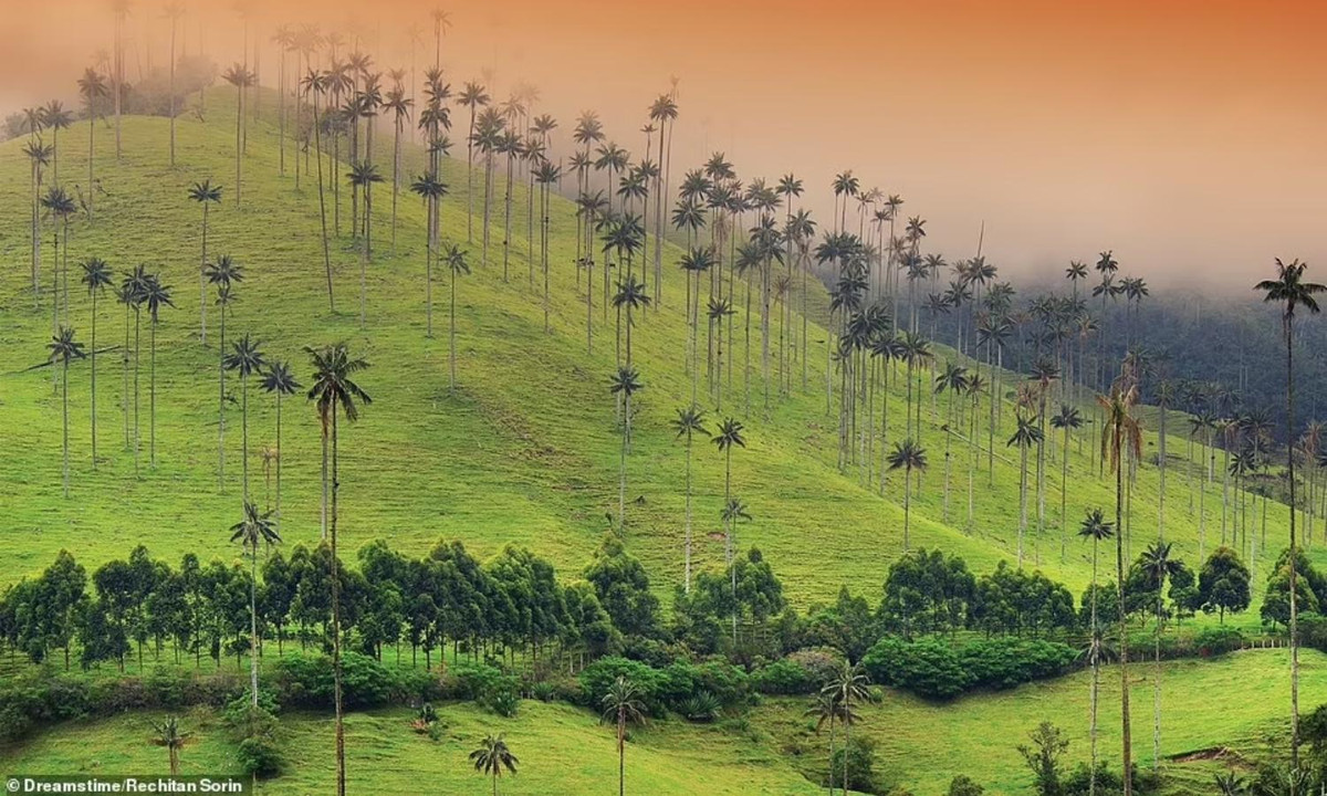 Tại đất nước này, cọ quindio được xem là "cây quốc gia". Nó là loài cọ cao nhất thế giới với chiều cao trung bình khoảng 45 m. Loài cọ này chỉ xuất hiện trong một số khu rừng trên núi tại Colombia và Peru. (Nguồn: Dreamstime/Rechitan Sorin)
