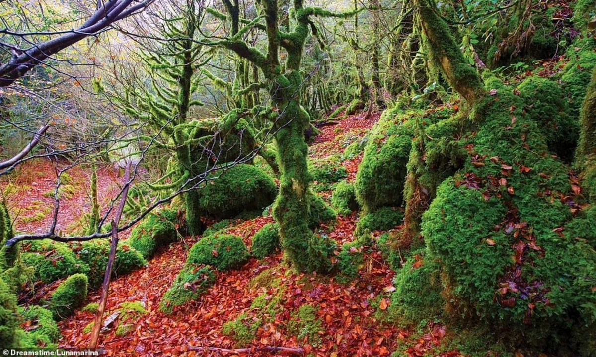 Có diện tích khoảng 17.300 ha, Irati là một khu rừng có những cây sồi và linh sam to lớn ở Tây Ban Nha. (Nguồn: Dreamstime/Lunamarina)