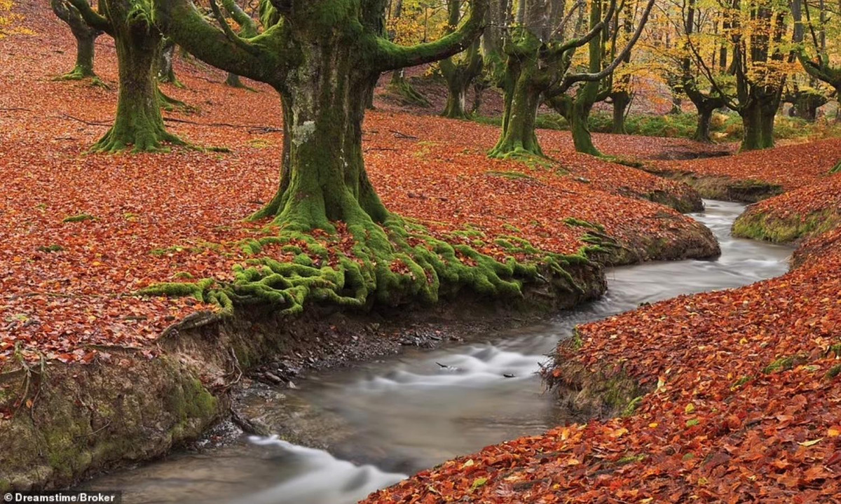 Parque Natural de Gorbeia là công viên tự nhiên ở xứ Basque, miền Bắc Tây Ban Nha. Những cây sồi ở đây có hình dáng bất thường. Rễ của chúng mọc trên mặt đất còn cành dựng thẳng đứng. (Nguồn: Dreamstime/Broker). 