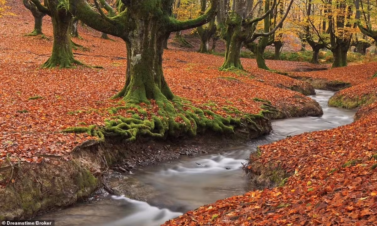 Parque Natural de Gorbeia là công viên tự nhiên ở xứ Basque, miền Bắc Tây Ban Nha. Những cây sồi ở đây có hình dáng bất thường. Rễ của chúng mọc trên mặt đất còn cành dựng thẳng đứng. (Nguồn: Dreamstime/Broker). 