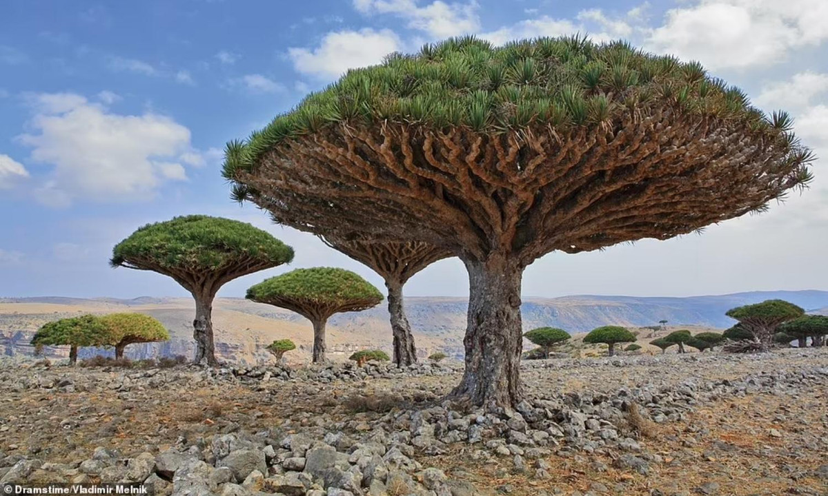 Cây máu rồng mọc ngược là một trong những loài thực vật thú vị nhất trên thế giới. Khu rừng cây máu rồng này nằm ở Yemen. (Nguồn: Dramstime/Vladimir Melnik)