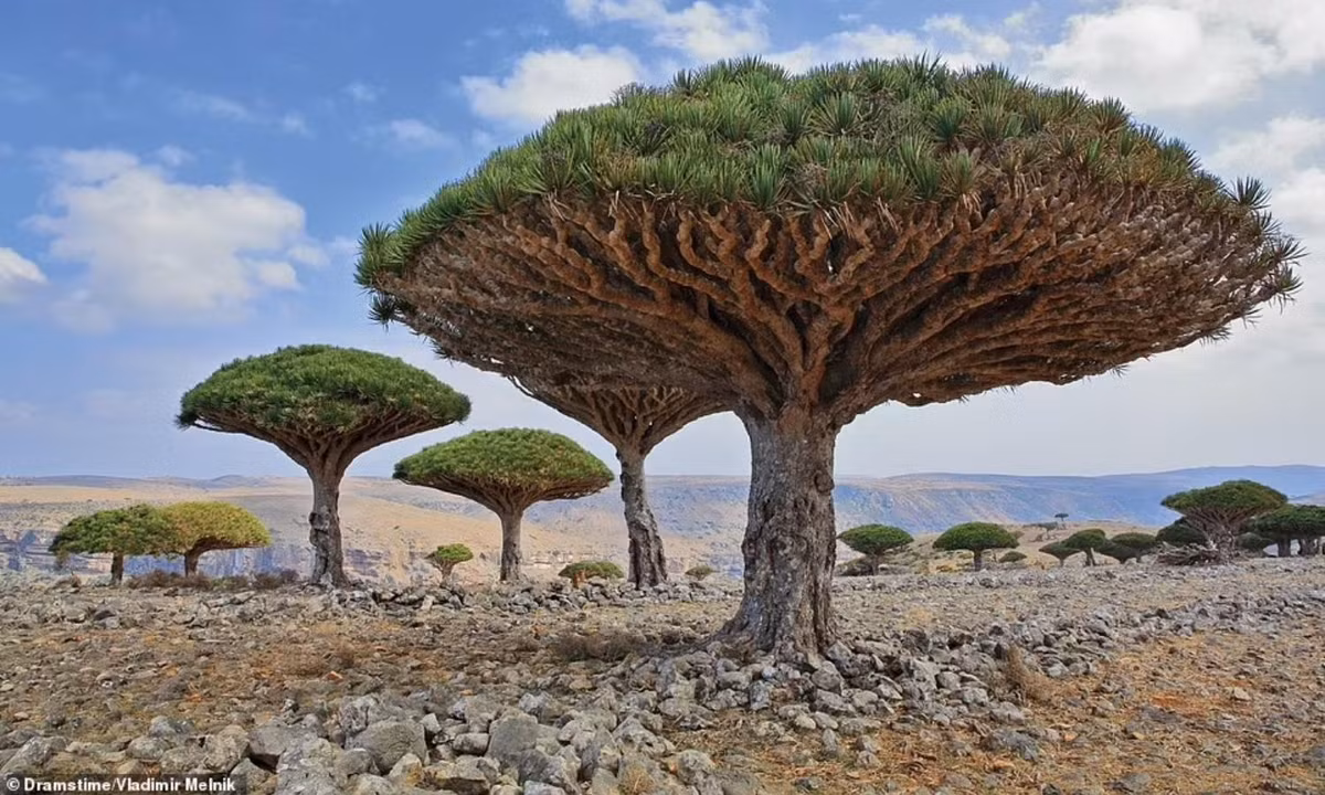 Cây máu rồng mọc ngược là một trong những loài thực vật thú vị nhất trên thế giới. Khu rừng cây máu rồng này nằm ở Yemen. (Nguồn: Dramstime/Vladimir Melnik)