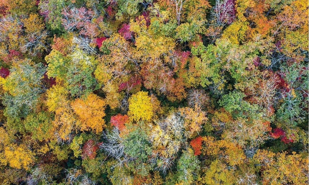 Rừng quốc gia Pisgah (Bắc Carolina, Mỹ) là một trong những rừng quốc gia đầu tiên ở miền Đông xứ cờ hoa. Khu rừng với đủ loại cây đa sắc màu tạo nên khung cảnh mê hoặc khi nhìn từ trên cao. (Nguồn: Shutterstock/Sean Pavone)
