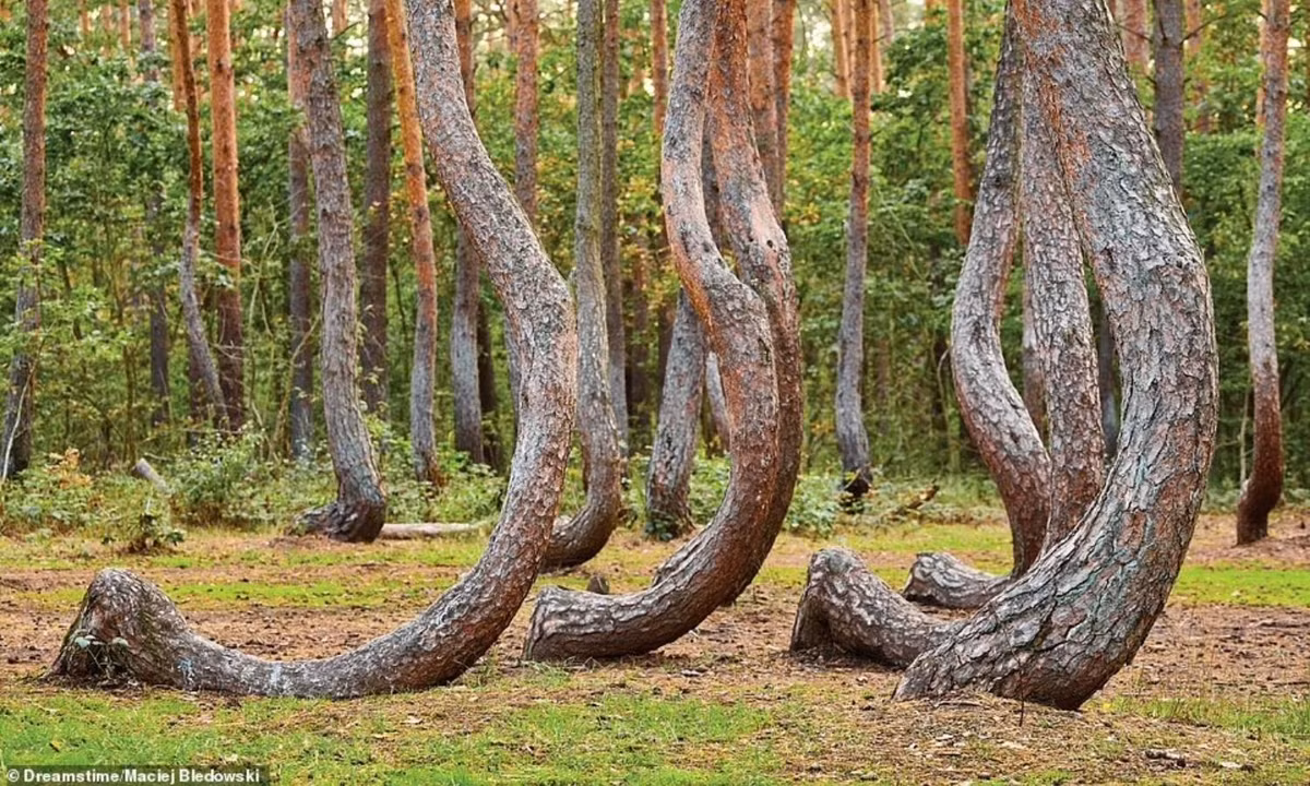 Rừng Crooked ở Ba Lan có khoảng 400 cây thông bị uốn cong một cách kỳ lạ. Khu rừng này được trồng vào những năm 1930. Khả năng cao, những cây thông này đã bị tác động bởi bàn tay con người để tạo ra hình dạng như vậy. (Nguồn: Dreamstime/Maciej Bledowski)