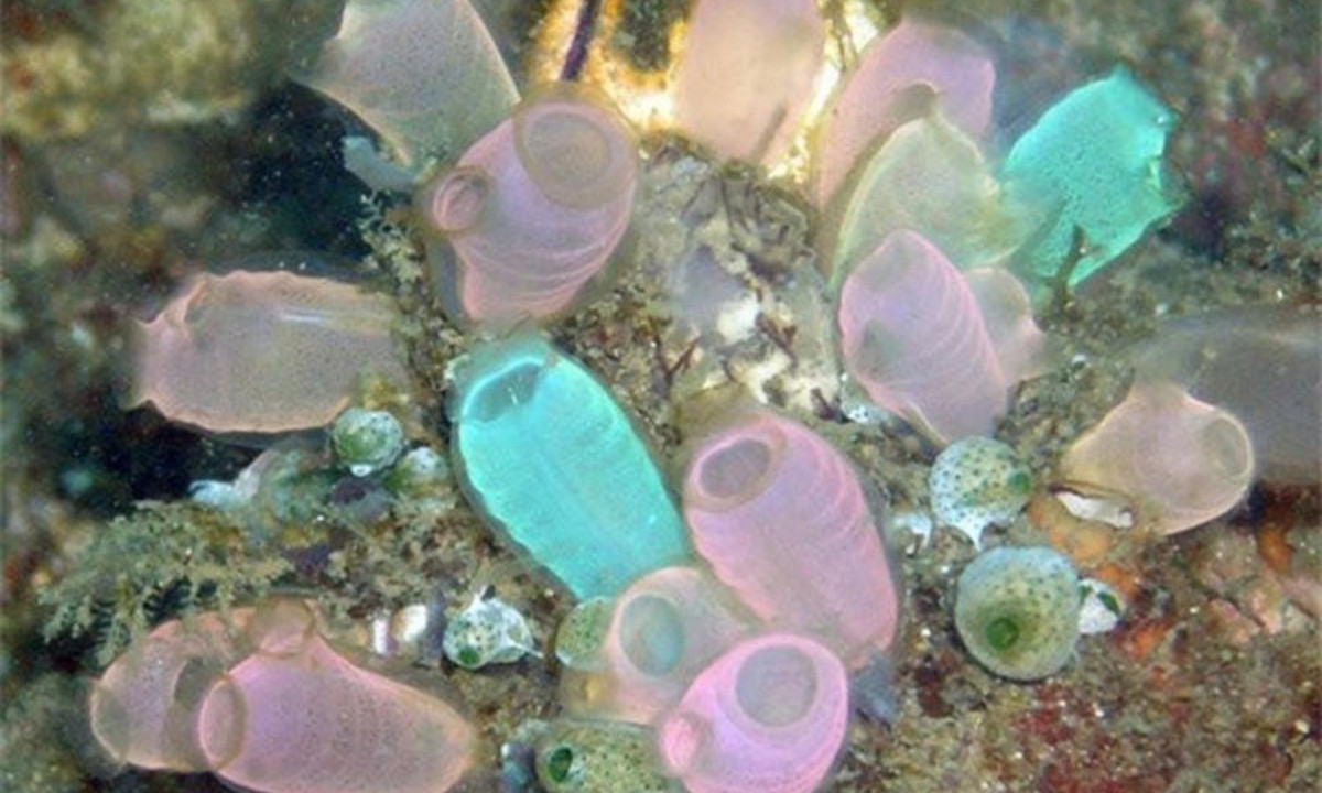 Khi trưởng thành, hải tiêu không cần những bộ phận này nữa nên... ăn chúng luôn. Riêng túi não thì được "tái chế" thành hạch não để hỗ trợ việc tiêu hóa thức ăn. (Nguồn: wikipedia.org)