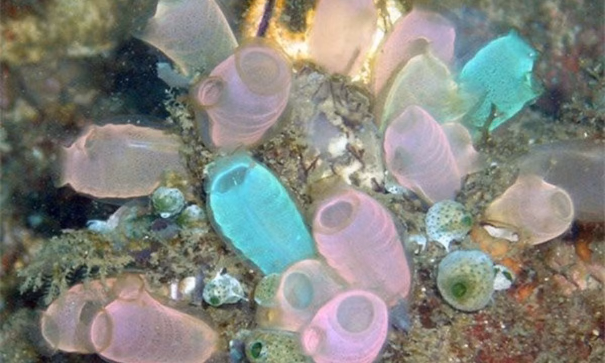 Khi trưởng thành, hải tiêu không cần những bộ phận này nữa nên... ăn chúng luôn. Riêng túi não thì được "tái chế" thành hạch não để hỗ trợ việc tiêu hóa thức ăn. (Nguồn: wikipedia.org)