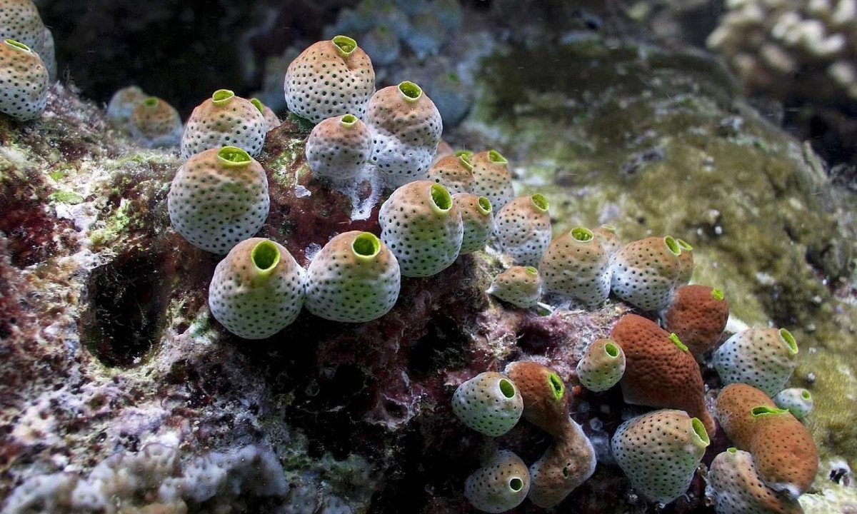 Đối với loài hải tiêu, tự ăn cơ thể là một hình thức "nâng cấp" não bộ. Khi sinh ra nó vốn là ấu trùng, có hình dạng như những con nòng nọc tí hon. (Nguồn: Kenh14)