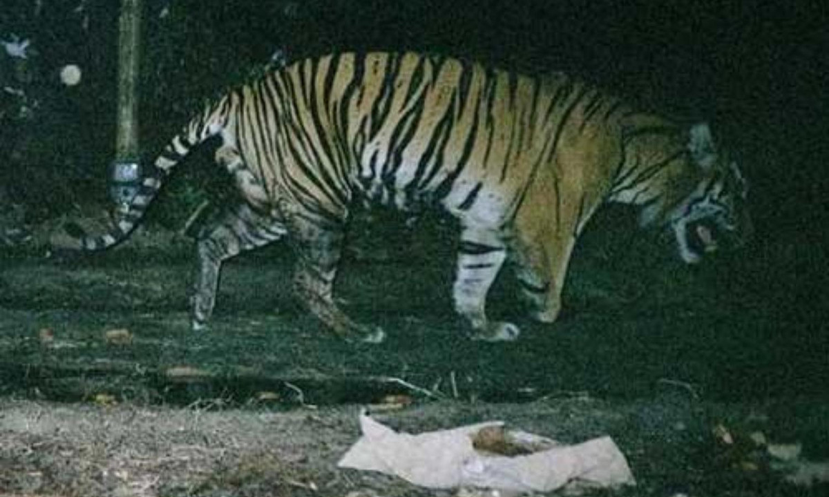 Vào năm 2007, người ta đã bắt gặp một con hổ bị thiếu chân trước tại Công Viên Quốc Gia Tesso Nilo ở đảo Sumatra (Indonesia). Họ đoán rằng con hổ nhai chính chân của mình để "giải phóng" cơ thể khỏi bẫy bị mắc. (Nguồn: Infornet - Vietnamnet) 