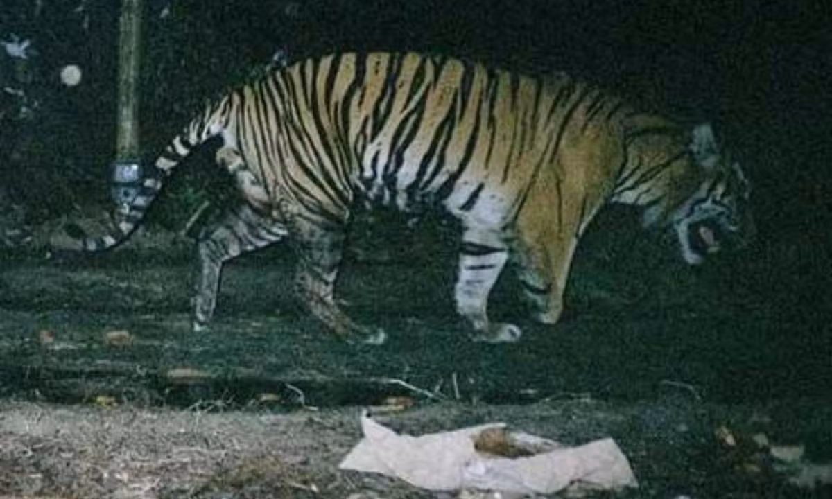 Vào năm 2007, người ta đã bắt gặp một con hổ bị thiếu chân trước tại Công Viên Quốc Gia Tesso Nilo ở đảo Sumatra (Indonesia). Họ đoán rằng con hổ nhai chính chân của mình để "giải phóng" cơ thể khỏi bẫy bị mắc. (Nguồn: Infornet - Vietnamnet) 