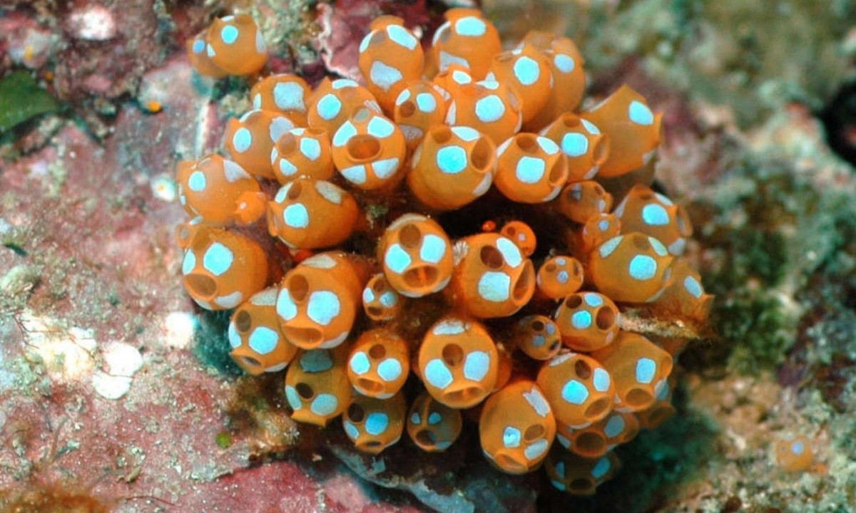 Cơ thể ấu trùng hải tiêu có cấu tạo rất đơn giản, chỉ bao gồm một bó thần kinh chạy dọc sống lưng, khá giống xương sống của những loài động vật cấp cao. (Nguồn: KhoaHoc.tv)