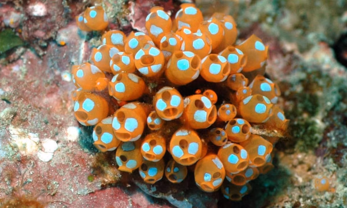 Cơ thể ấu trùng hải tiêu có cấu tạo rất đơn giản, chỉ bao gồm một bó thần kinh chạy dọc sống lưng, khá giống xương sống của những loài động vật cấp cao. (Nguồn: KhoaHoc.tv)