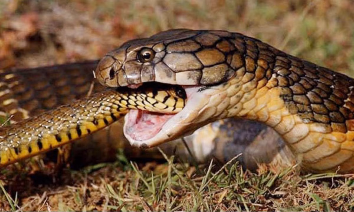 Giai ma thu vi: Vi sao dong vat tu…an thit chinh minh?