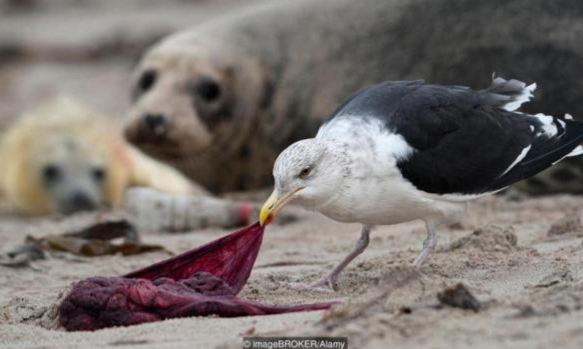 Nếu chúng không tự ăn nhau thai của mình, sẽ có con vật khác ăn thay. (Nguồn: Khoahoc.tv). 