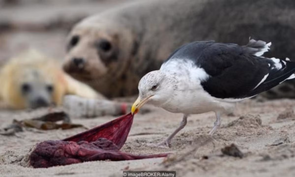 Nếu chúng không tự ăn nhau thai của mình, sẽ có con vật khác ăn thay. (Nguồn: Khoahoc.tv). 