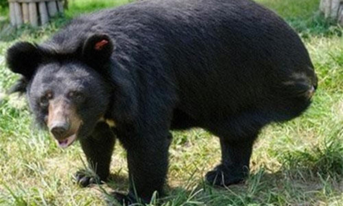 Hóa ra đây là hiện tượng thường thấy ở động vật. Chó, gấu và khỉ cũng nhai da, cơ bắp, gân và cả xương của mình, nhằm thoát khỏi bộ phận bị dính bẫy. Tự ăn cơ thể mình là một phương pháp mang tính tự vệ của chúng. (Nguồn: Doanh nghiệp)