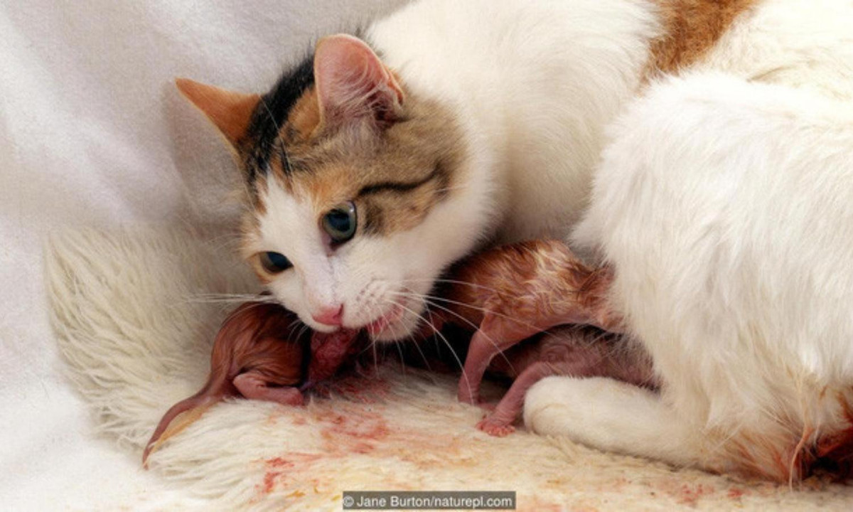 Bên cạnh đó, nhiều loài động vật có vú thường ăn luôn nhau thai và nước ối khi sinh con, như mèo chẳng hạn. Lý giải cho hiện tượng này, giáo sư Mark Kristal đến từ ĐH Buffalo ở New York (Mỹ) cho rằng, ăn nhau thai có thể là một phương pháp giảm đau hậu sinh sản, đặc biệt là ở các loài động vật gặm nhấm. (Nguồn: KhoaHoc.tv)