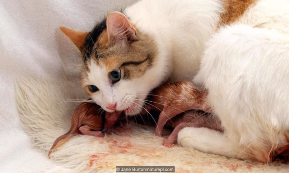 Bên cạnh đó, nhiều loài động vật có vú thường ăn luôn nhau thai và nước ối khi sinh con, như mèo chẳng hạn. Lý giải cho hiện tượng này, giáo sư Mark Kristal đến từ ĐH Buffalo ở New York (Mỹ) cho rằng, ăn nhau thai có thể là một phương pháp giảm đau hậu sinh sản, đặc biệt là ở các loài động vật gặm nhấm. (Nguồn: KhoaHoc.tv)