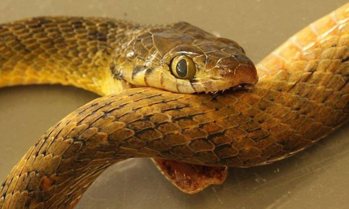 Liệu rắn có "điên" đến nỗi tự đi ăn chính mình không? Câu trả lời là có. (Nguồn: Thegioidongvat.Co)
